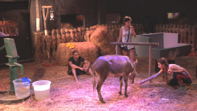 Bigg Boss 11 contestants feed the donkey